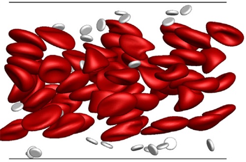 Flow of red blood cells in a capillary
