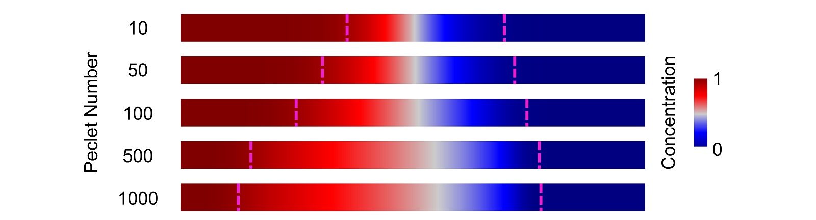 Concentration profiles from figure 2 after molecular diffusion vertically equilibrates the concentration profiles.