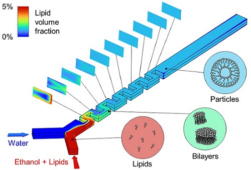 Computational fluid dynamics simulation of lipid nanoparticle self-assembly in a serpentine microfluidic mixer.