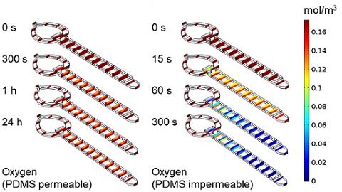 COMSOL Multiphysics simulation results of oxygen transfer and cellular uptake within a microphysiological system comprising a cell chamber on top of a media channel separated by a thin porous membrane.  
