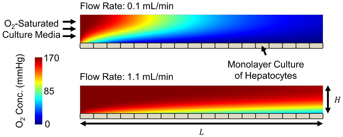 Oxygen concentration in a microchannel bioreactor