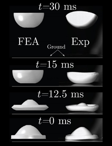 Snapshots of the toy’s jump once released from the inverted state, as predicted by our finite element model (left) and experiment (right).