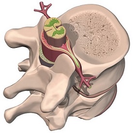 Spinal Cross-Section