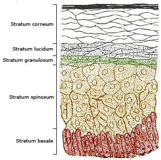 Transdermal Drug Delivery Skin Cross-Section with labels