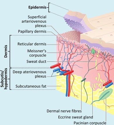 Transdermal Permeation Enhancers cross-section
