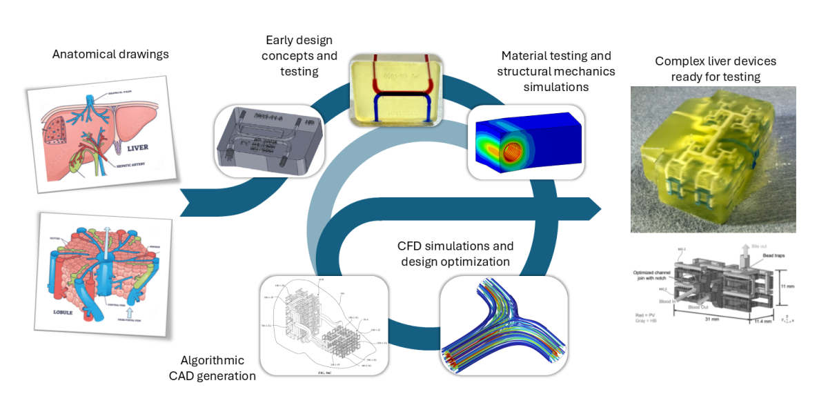 3D Biolabs and Veryst collaborative development path