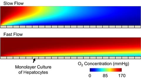 Oxygen concentration in a microchannel bioreactor for different flow rates. 