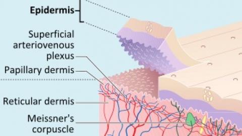 Transdermal Permeation Enhancer Skin Cross-section