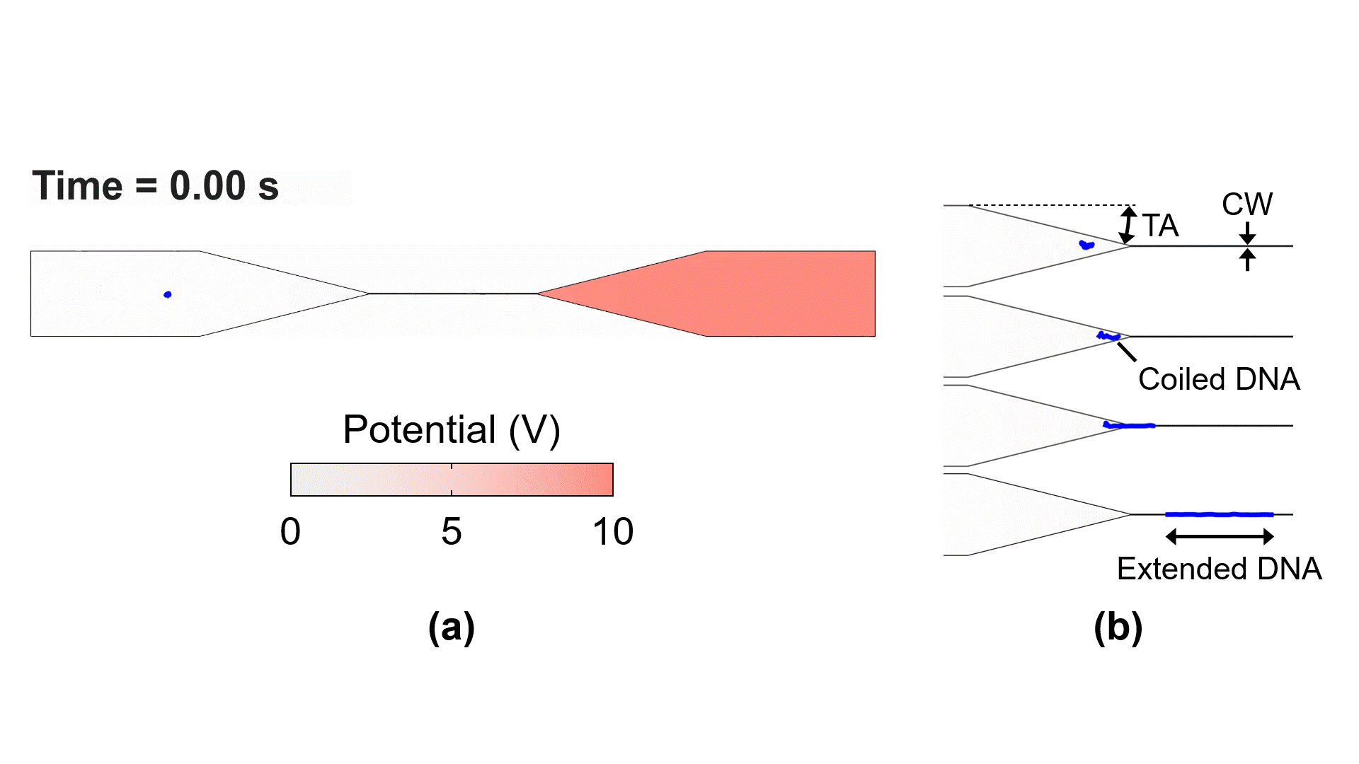 Simulation of DNA electrophoresis in a nanochannel.